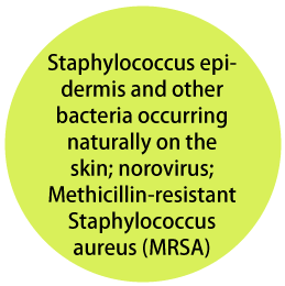 Staphylococcus epidermis and other bacteria occurring naturally on the skin; norovirus; Methicillin-resistant Staphylococcus aureus (MRSA)