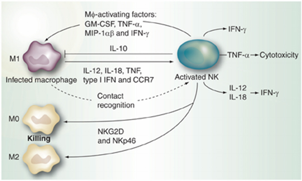 Mechanism of immune induction by intradermal administration