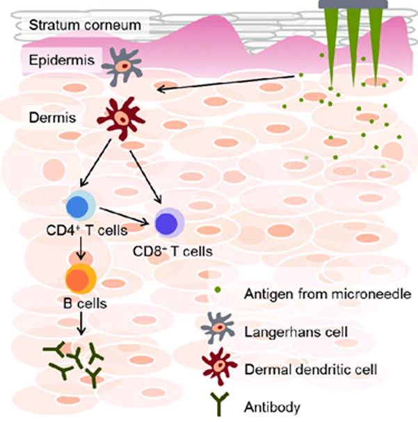 Mechanism of immune induction by intradermal administration