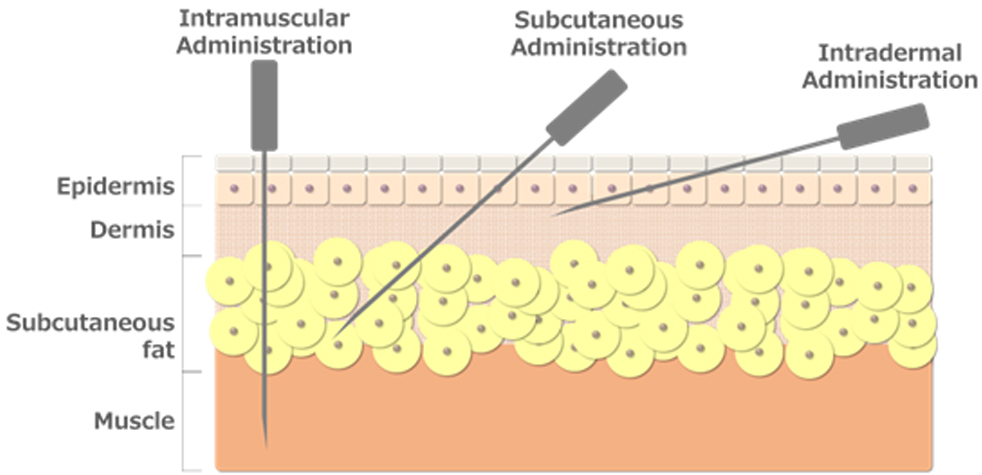 Mechanism of immune induction by intradermal administration