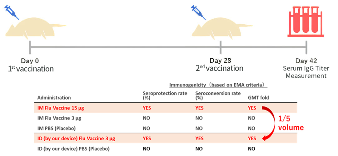 Immunogenicity evaluation of influenza vaccine two weeks after administration to live ferrets