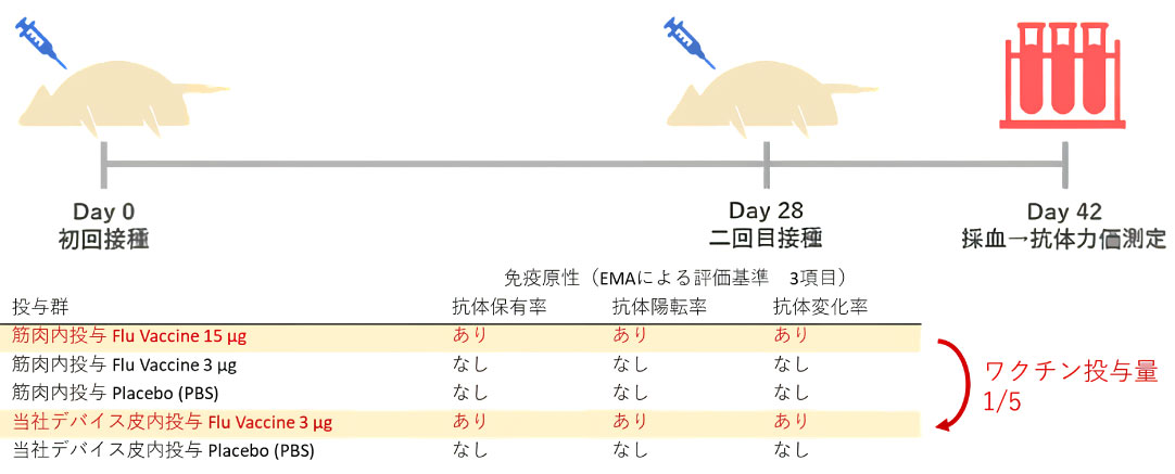 生体フェレットへのインフルエンザワクチン投与2週間後の免疫原性評価イメージ
